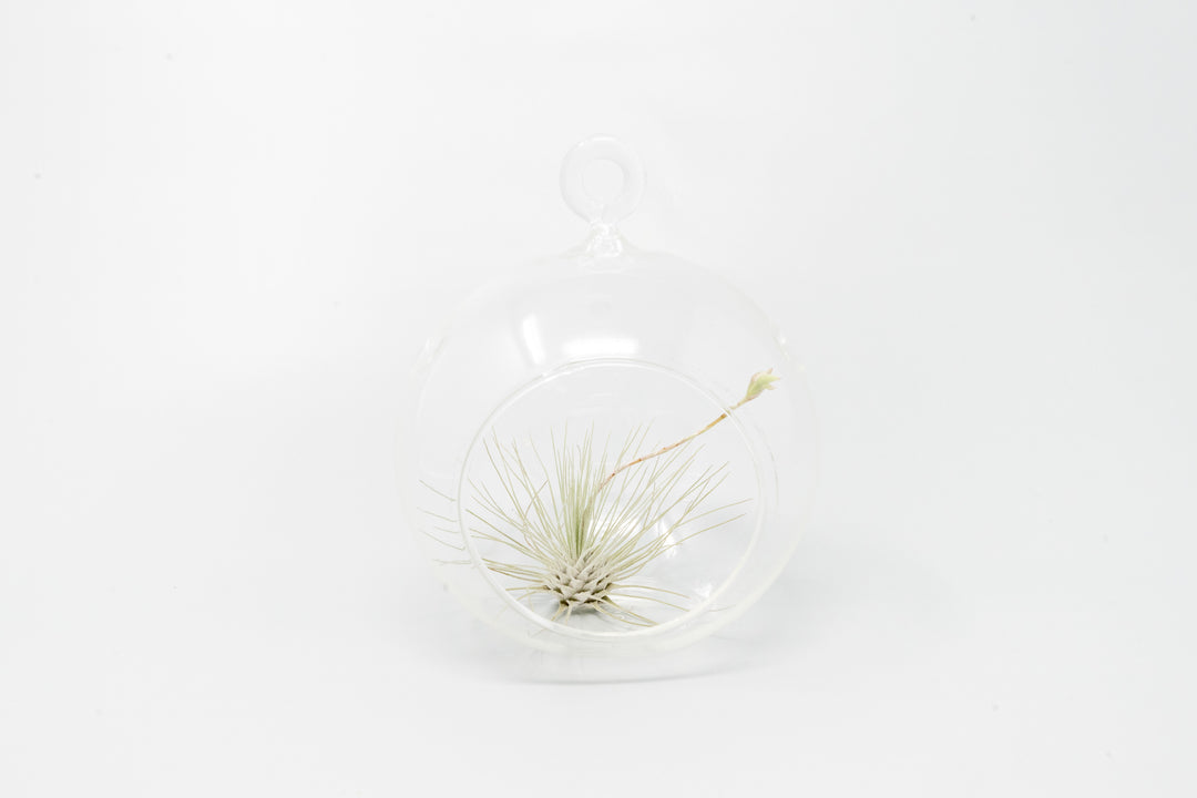 flat bottom glass globe terrarium with tillandsia argentea thin air plant