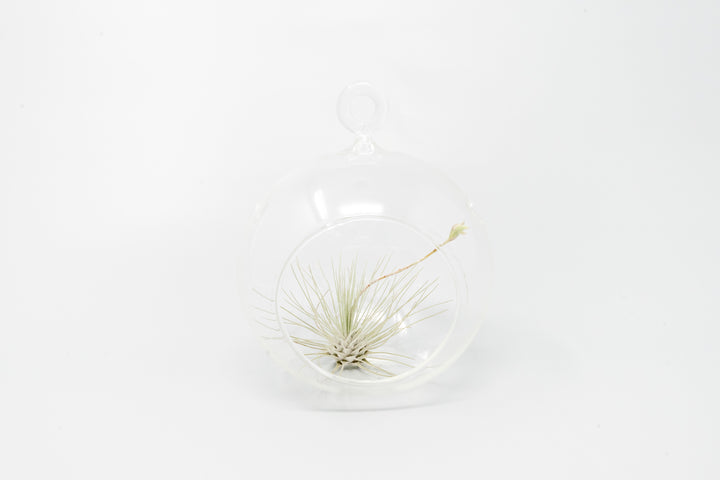 flat bottom glass globe terrarium with tillandsia argentea thin air plant
