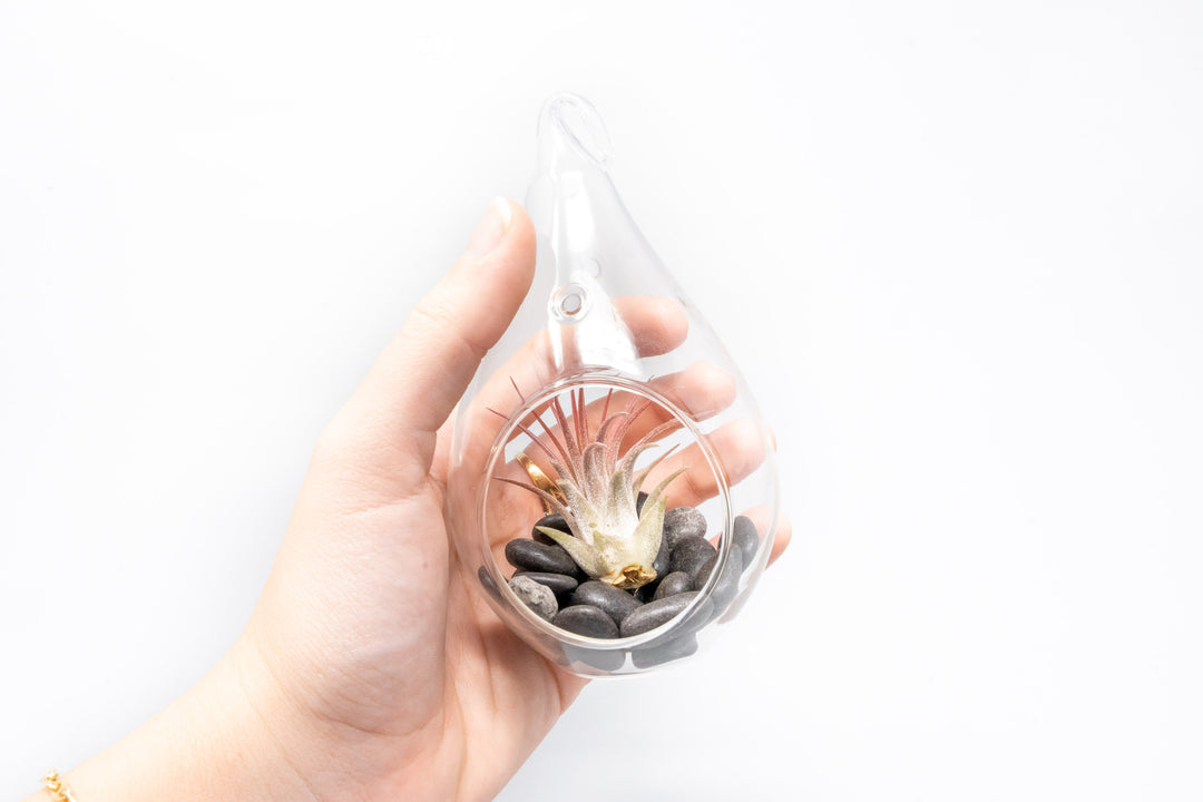hand holding a teardrop shaped glass terrarium with black stones and blushing tillandsia ionantha guatemala air plant