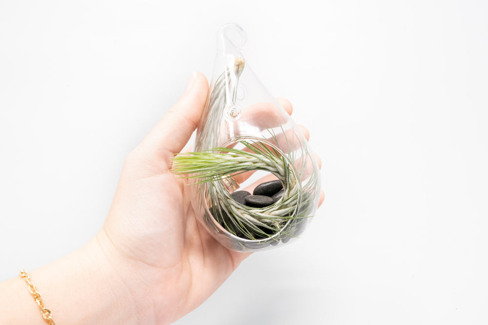 hand holding teardrop shaped terrarium with black stones and tillandsia funckiana air plant