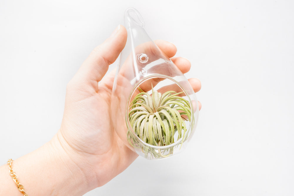 hand holding teardrop shaped glass terrarium with tillandsia ionantha rubra air plant