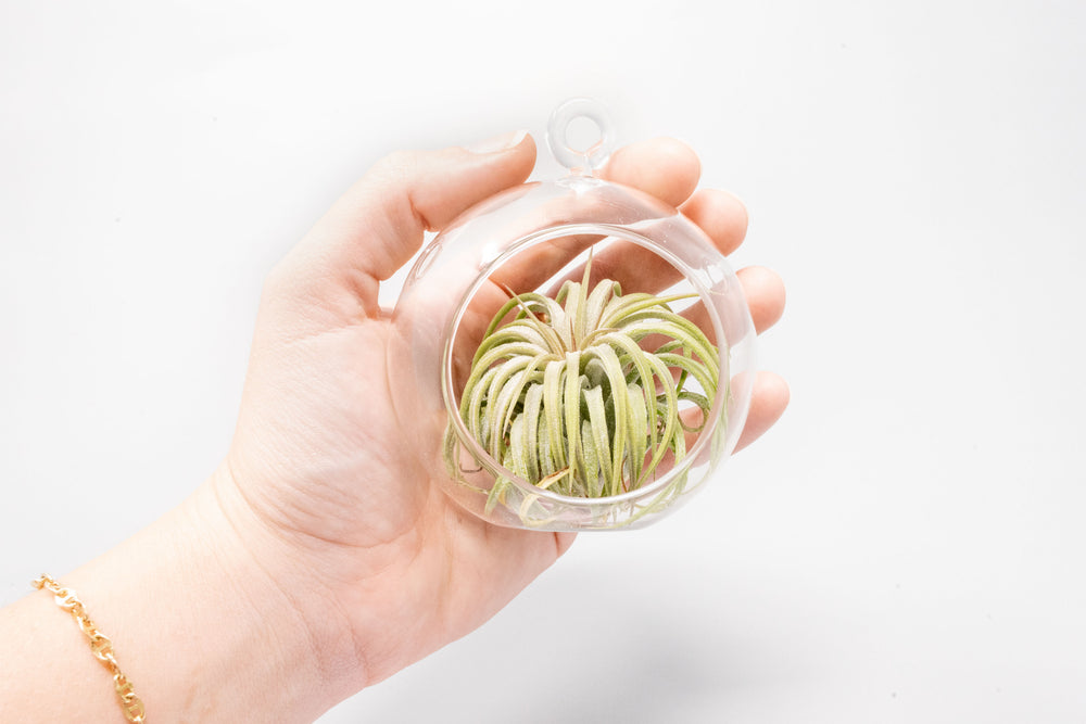 hand holding a mini glass globe terrarium with a tillandsia ionantha rubra air plant