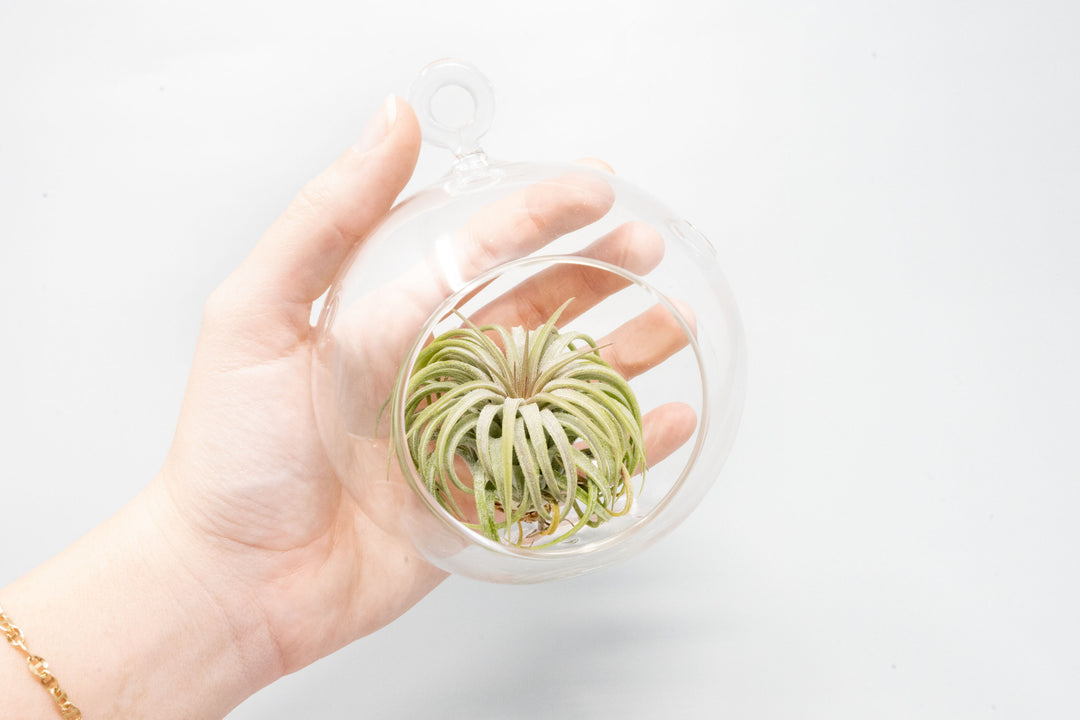 hand holding flat bottom glass globe terrarium with tillandsia ionantha rubra air plant