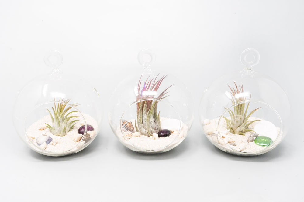 three flat bottom glass globes with white  sand, sea life and tillandsia ionantha air plants