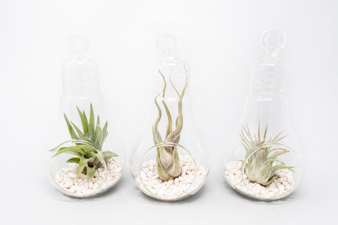 Three Hanging Light Bulb Terrarium with Crushed White Stones and Tillandsia Air Plants