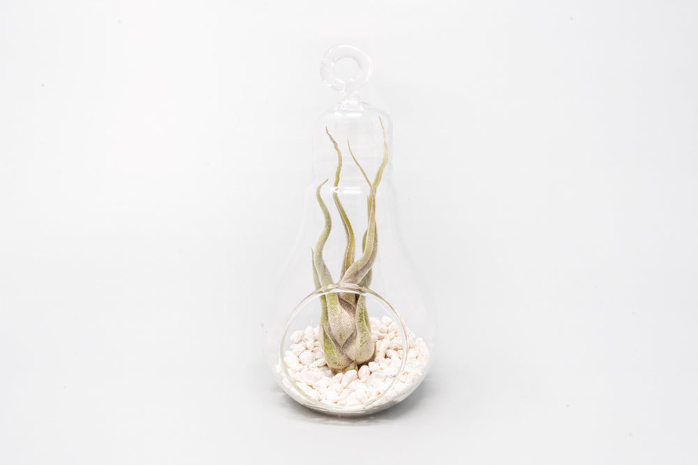 Hanging Light Bulb Terrarium with Crushed White Stones and Tillandsia Air Plant