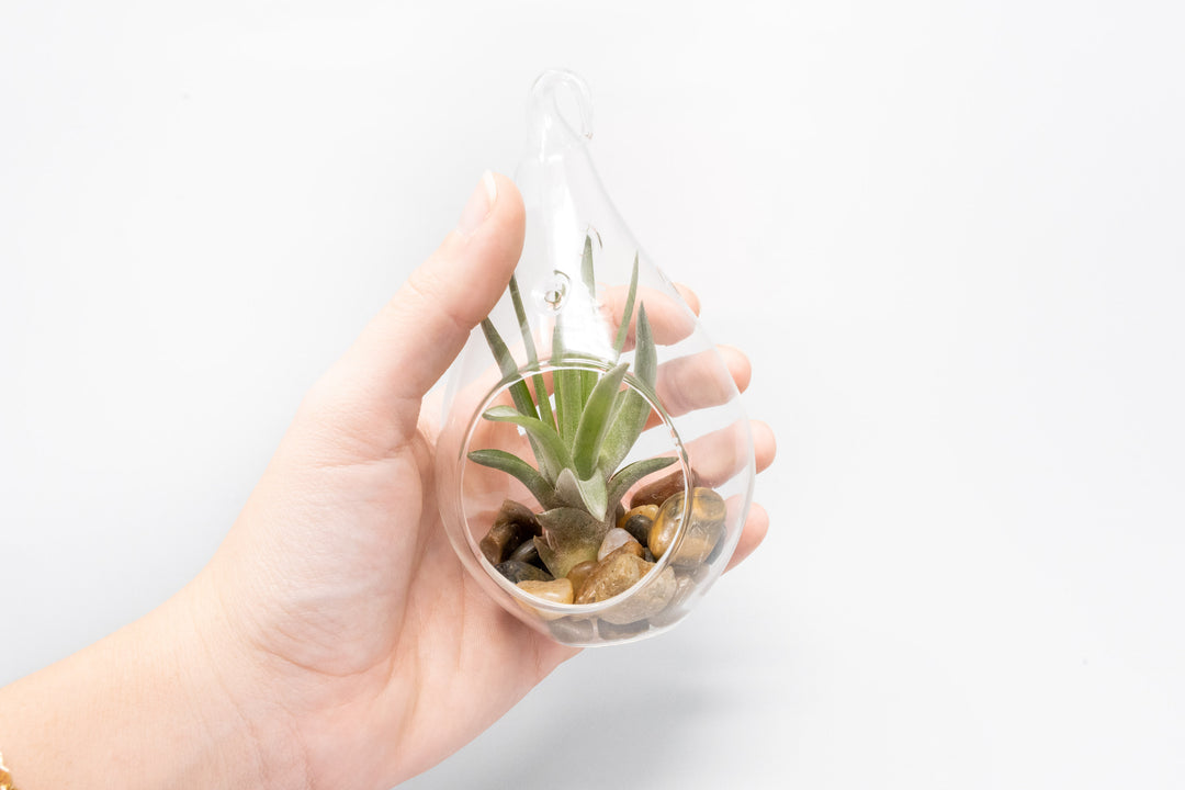 hand holding a teardrop glass terrarium with stones and blushing tillandsia velutina air plant