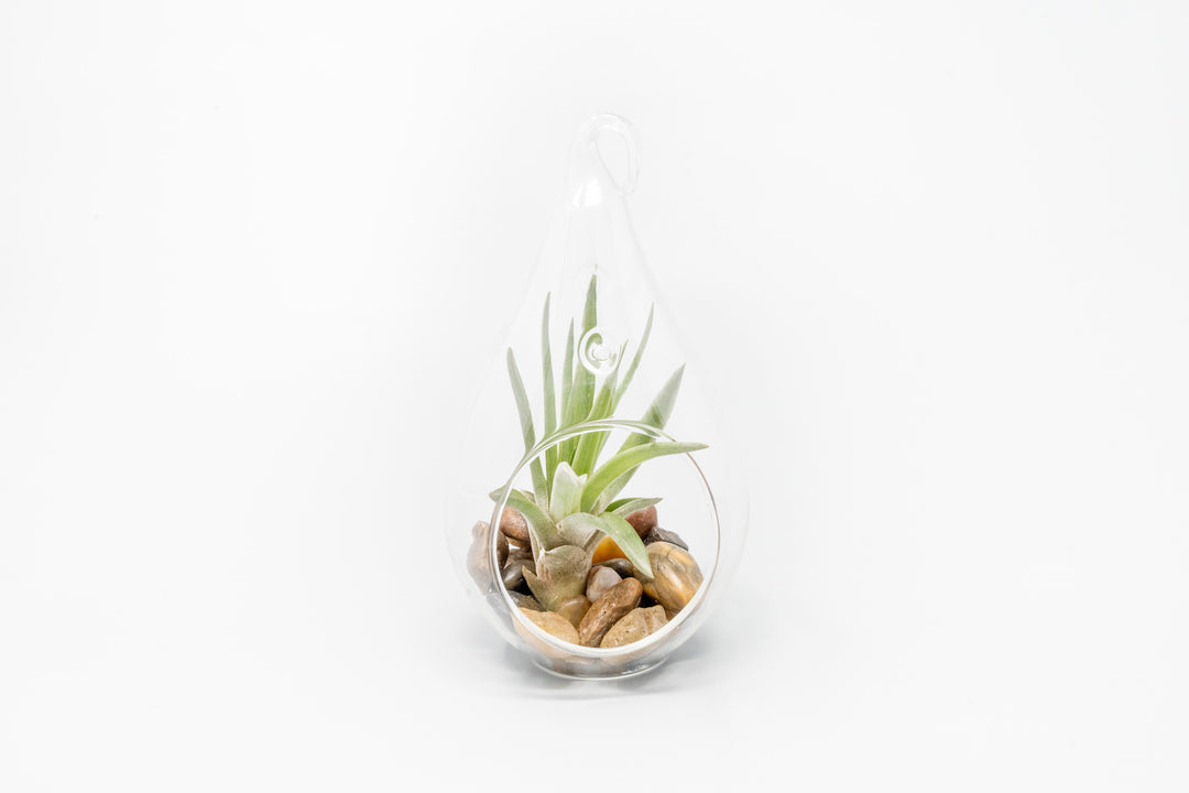 teardrop glass terrarium with stones and blushing tillandsia velutina air plant