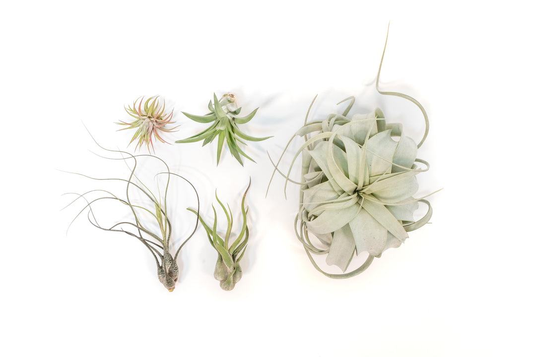 The Aztec Collection of Tillandsia Air Plants