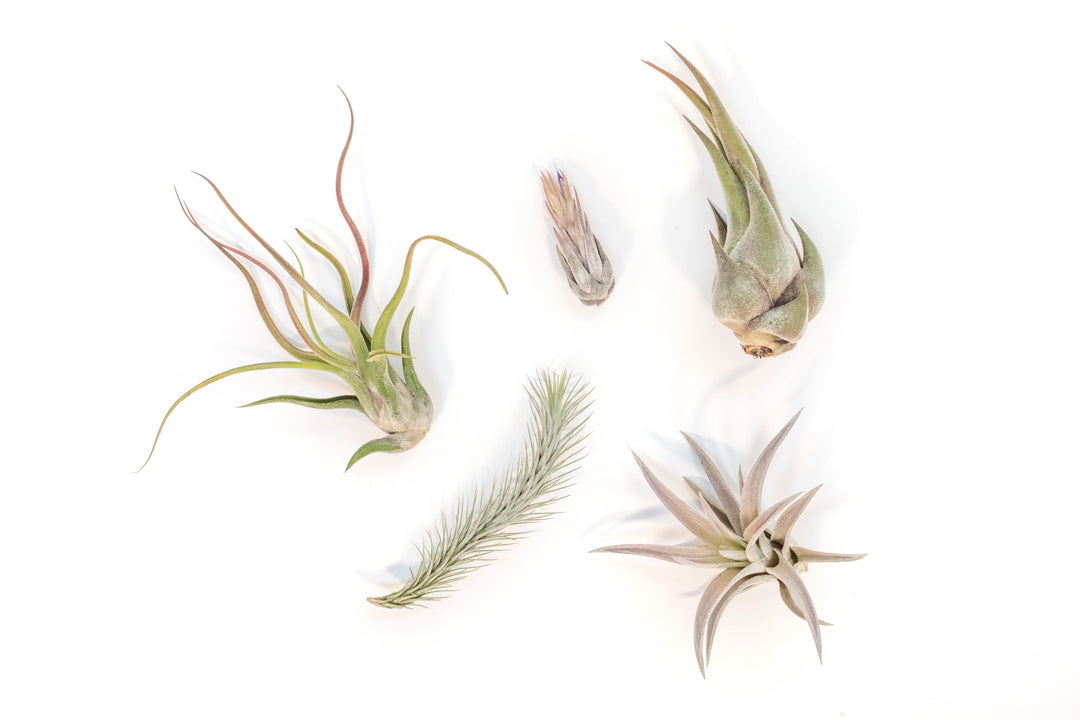 Wholesale - The Mayan Collection of Tillandsia Air Plants