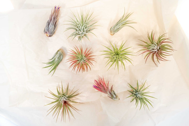 blushing assorted tillandsia ionantha air plants on cream colored tissue paper