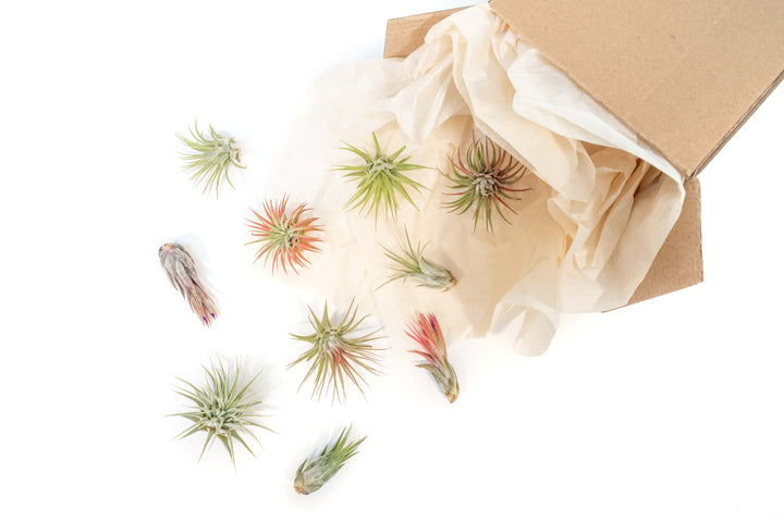 blushing assorted tillandsia ionantha air plants coming out of an order box