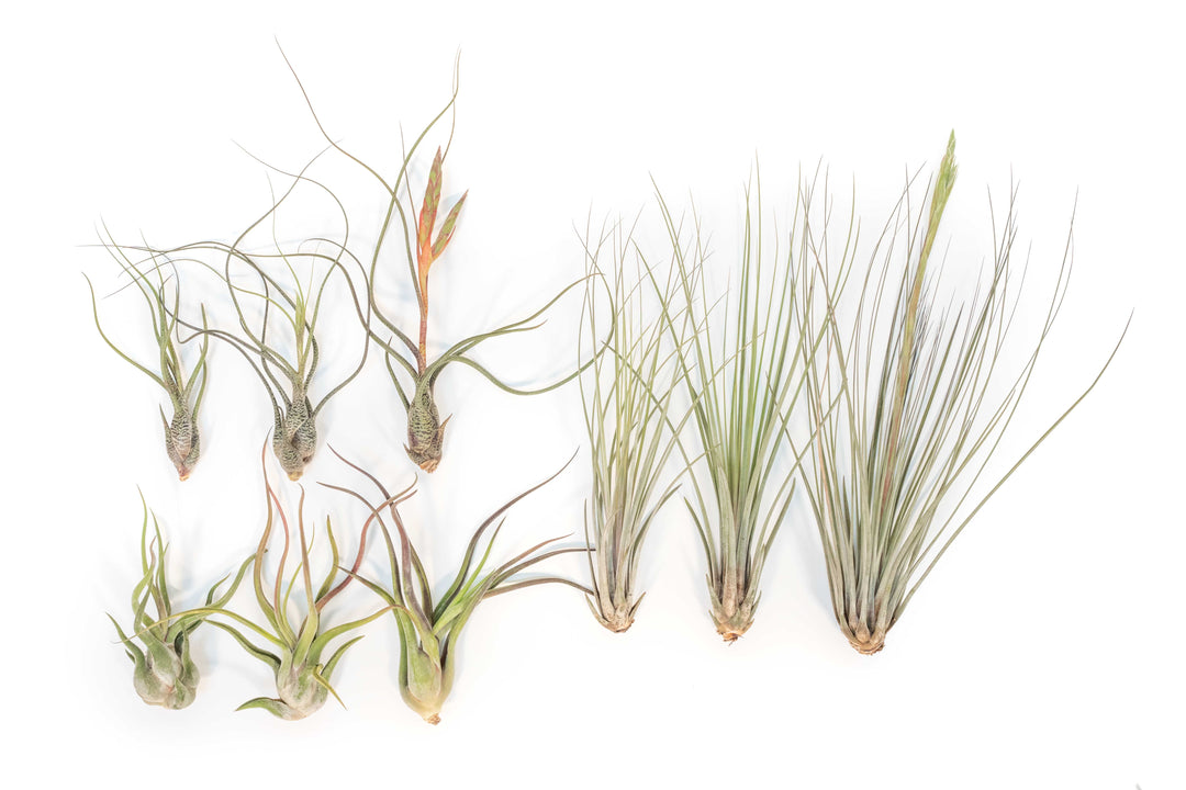 Wholesale - The Long & Lovely Collection of Tillandsia Air Plants