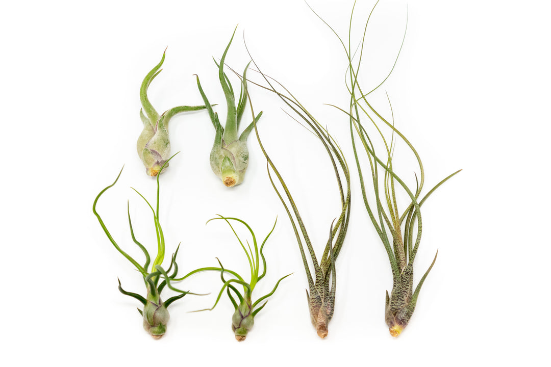 SALE - The Wild Things Collection of Tillandsia Air Plants - Set of 9 or 18 Air - 70% Off