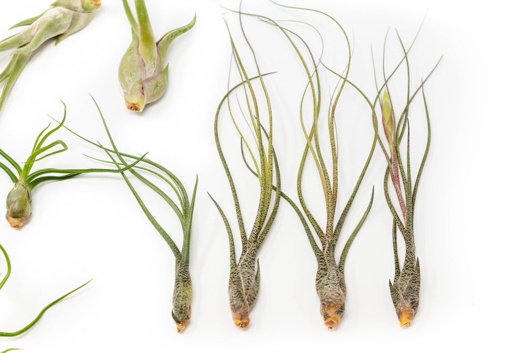 SALE - The Wild Things Collection of Tillandsia Air Plants - Set of 9 or 18 Air - 70% Off