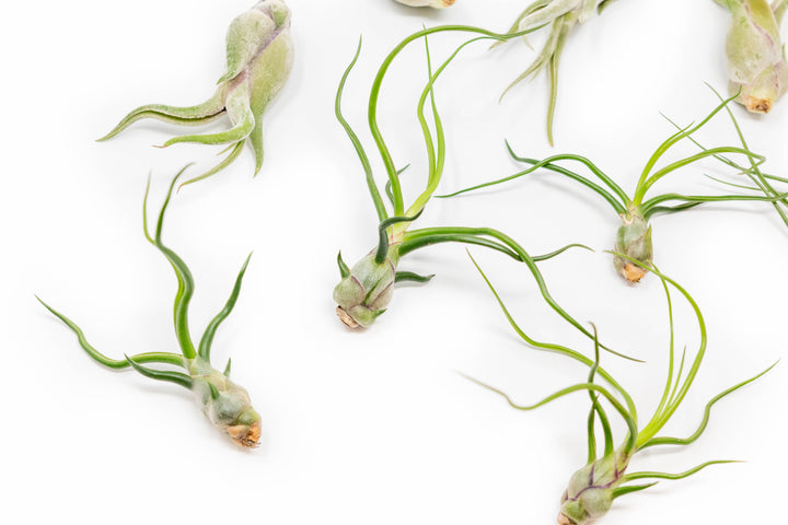 Wholesale - The Wild Things Collection of Tillandsia Air Plants