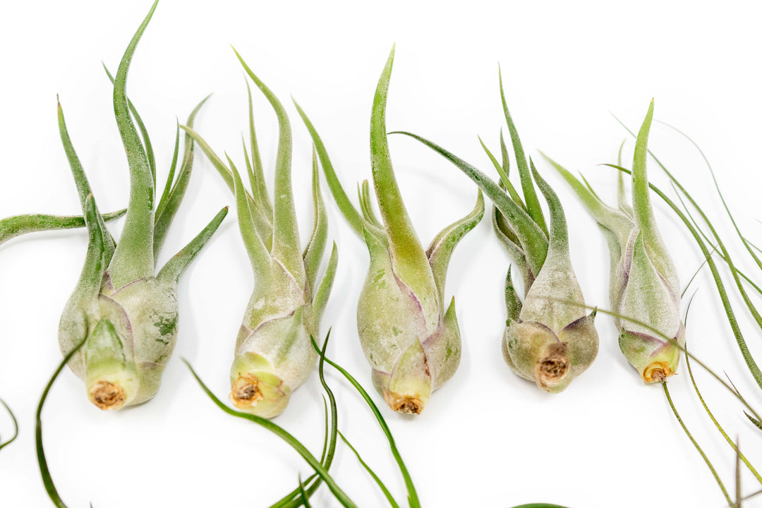 The Wild Things Collection of Tillandsia Air Plants