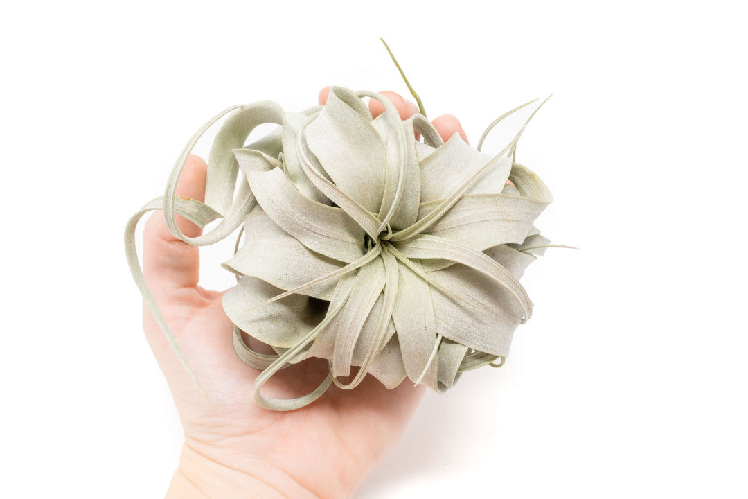 hand holding small tillandsia xerographica air plant