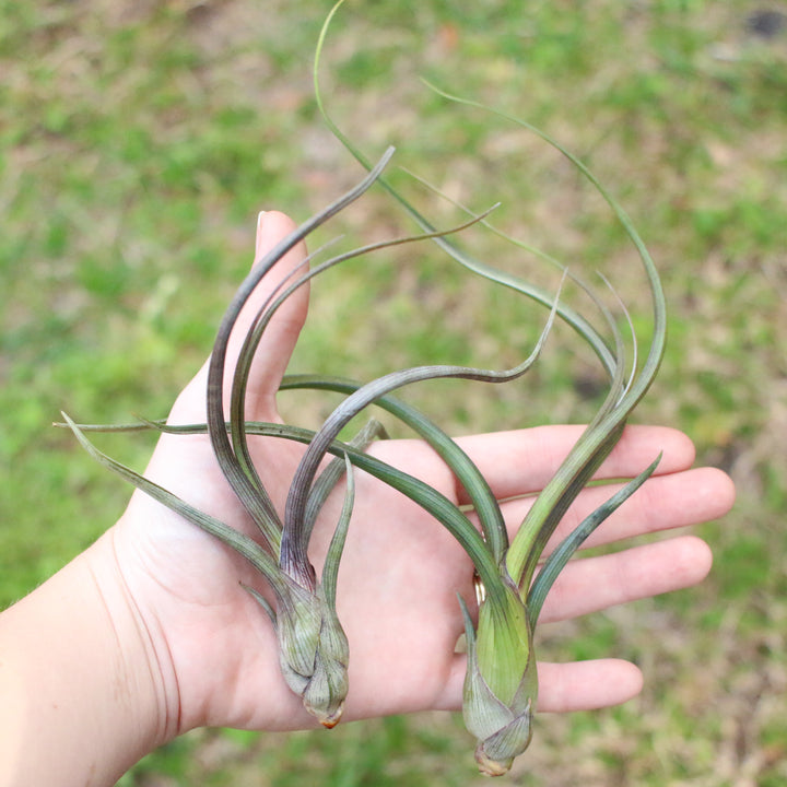 hand holding two large tillandsia baileyi air plants