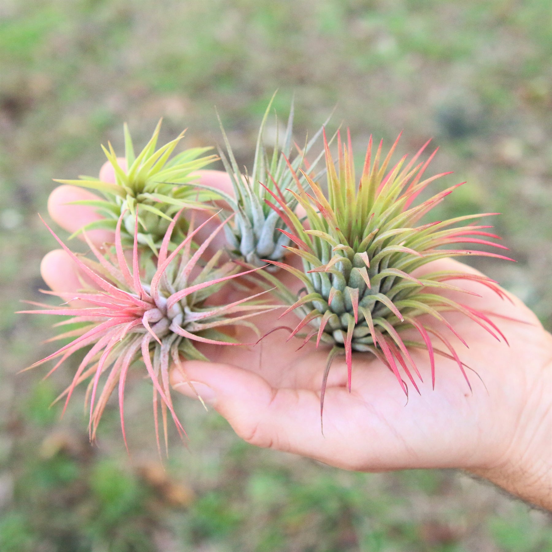 Wholesale Special Tillandsia Ionantha Variety Air Plants Air Plant