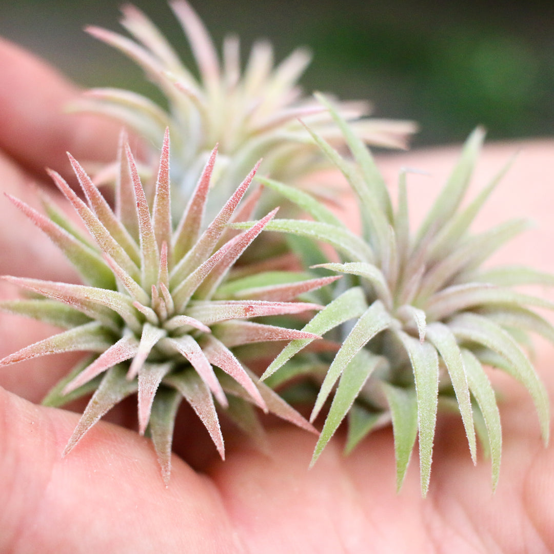 Set of 3 or 5 Tillandsia Ionantha Mexican Air Plants - Save up to 25%