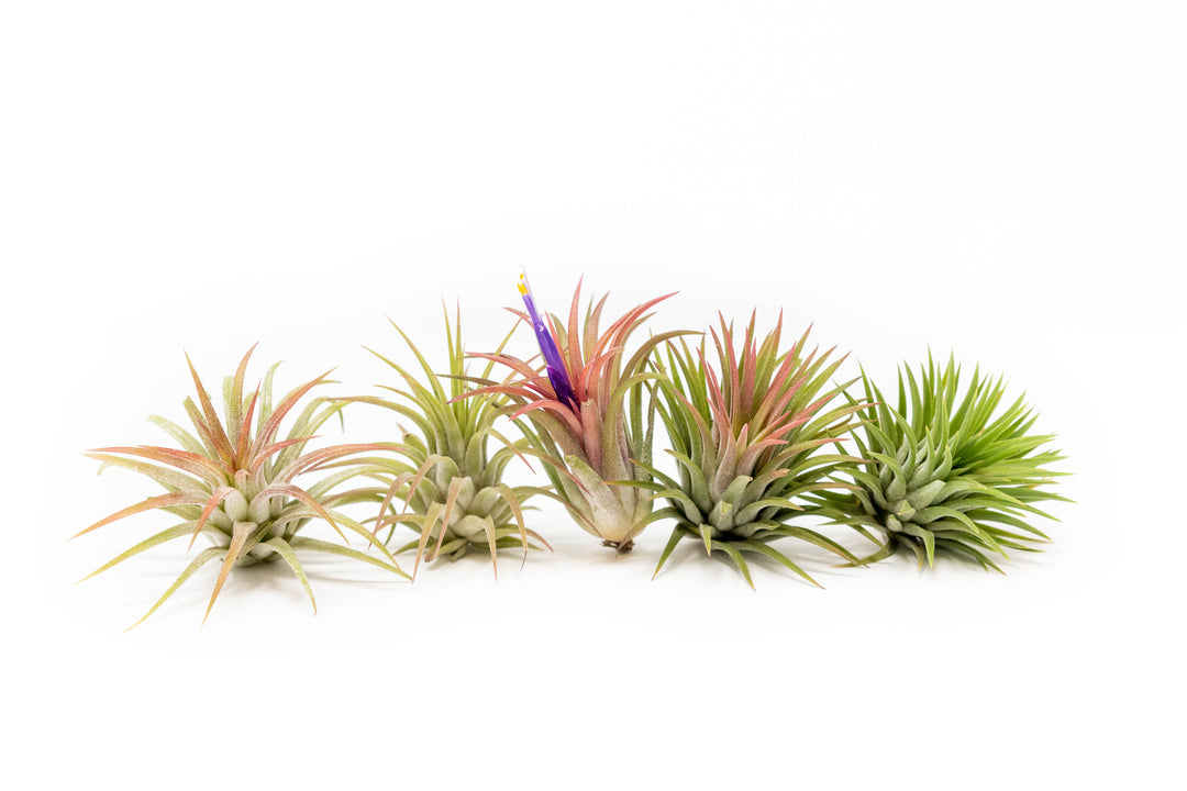 Set of 3 or 5 Tillandsia Ionantha Mexican Air Plants - Save up to 25%