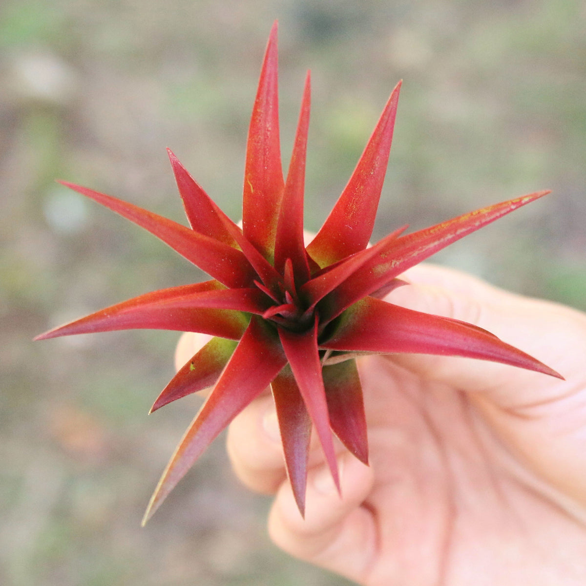 Wholesale - Large Tillandsia Red Abdita Air Plants / 4-6 Inch Plants