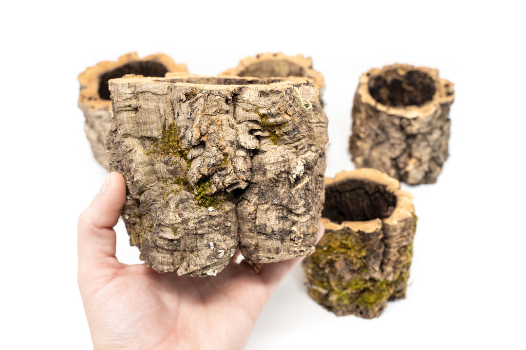 5 Natural Cork Bark Planters