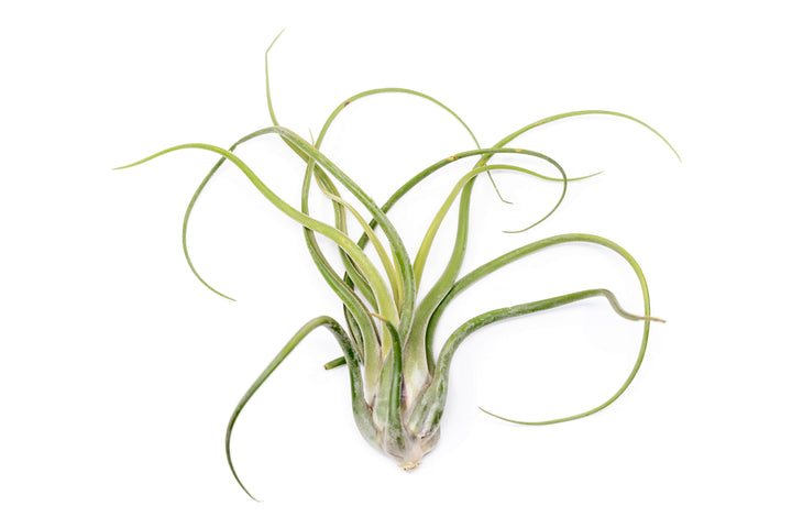 [In Bloom Now!] XL Tillandsia Caput Medusae Air Plants / 8-12 Inch Plants