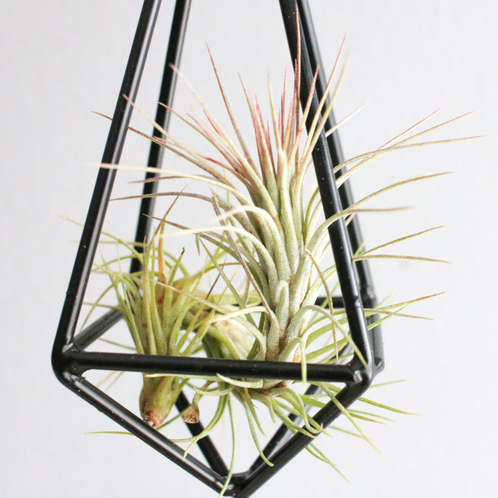 Wholesale - Hanging Geometric Metal Pendant Kit with Custom Tillandsia Air Plants