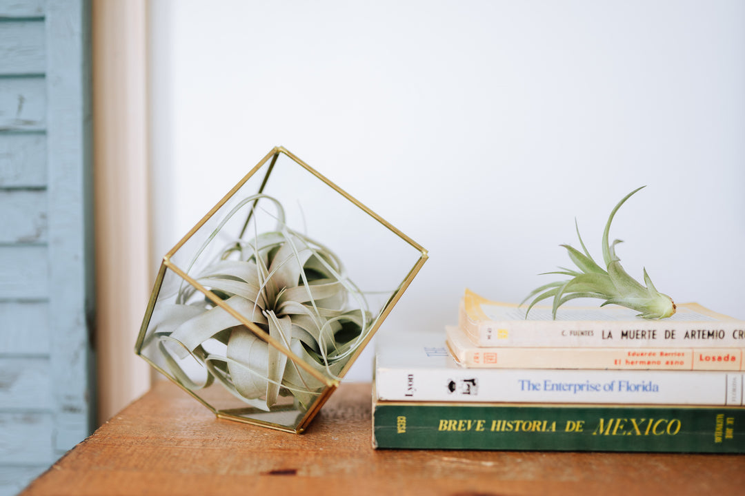 Lifestyle photo of Heptahedron Geometric Glass Terrarium with Tillandsia Xerographica on top of a Dresser.