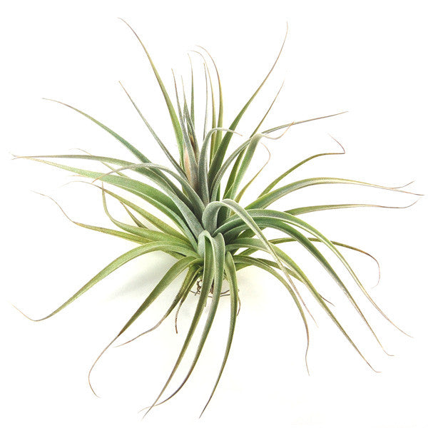 Tillandsia Stricta 'Velvet' Hybrid Air Plants Air Plant Supply Co.